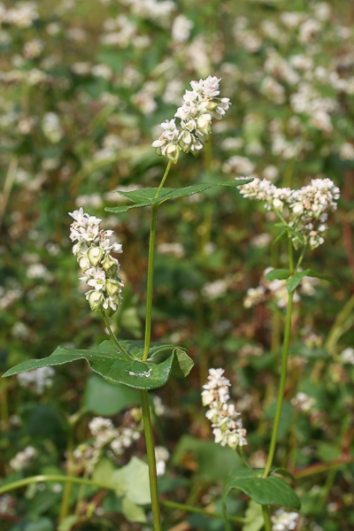 Blhender Buchweizen (<i>Fagopyrum esculentum</i>)